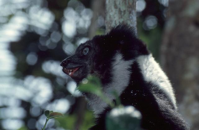 Analamazaotra National Park